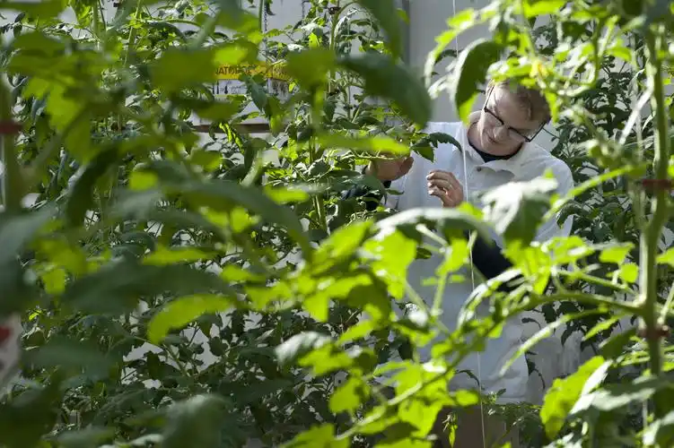 Person working among plants in a greenhouse